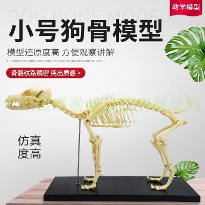 Pet orthopaedics instrument dog cat dog dog bone specimens of animal model teaching skeleton bone bone model