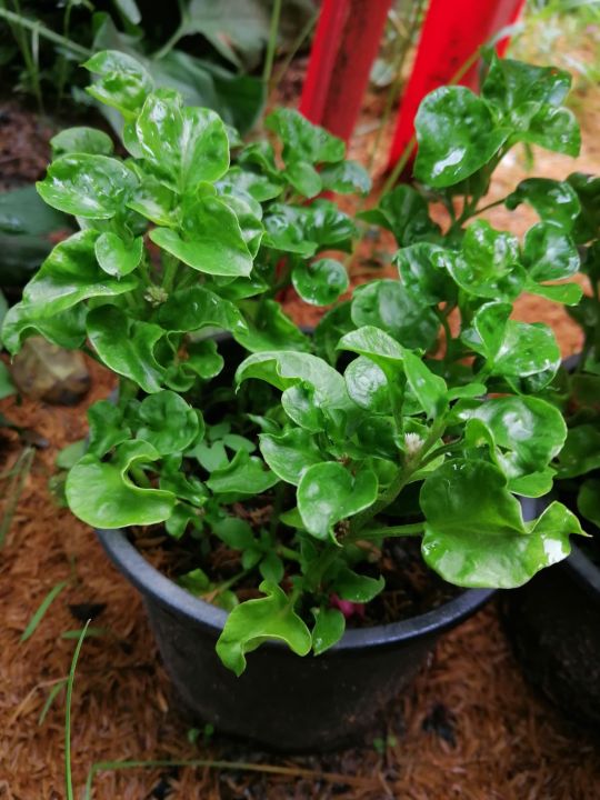 ผักวอเตอร์เครส-watercress-ผักเพื่อสุขภาพ-สีเขียว