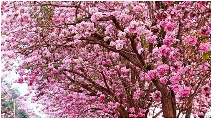 ขายส่ง-100-เมล็ด-เมล็ดชมพูพันธุ์ทิพย์-pink-trumpet-tree-มีชื่อเรียกอย่างอื่นว่า-ตาเบบูญ่า-ชมพูอินเดีย-ธรรมบูชา-แตรชมพู-ม-เกษตรฯกำแพงแสน