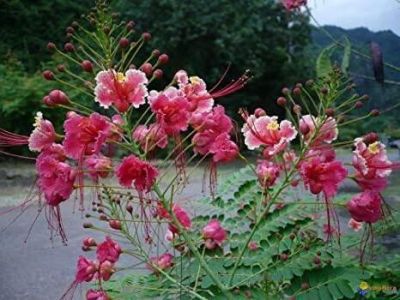 30 เมล็ด เมล็ดพันธุ์ หางนกยูงฝรั่ง ดอกสีชมพู Flame Tree, Flamboyant, Royal Poinciana