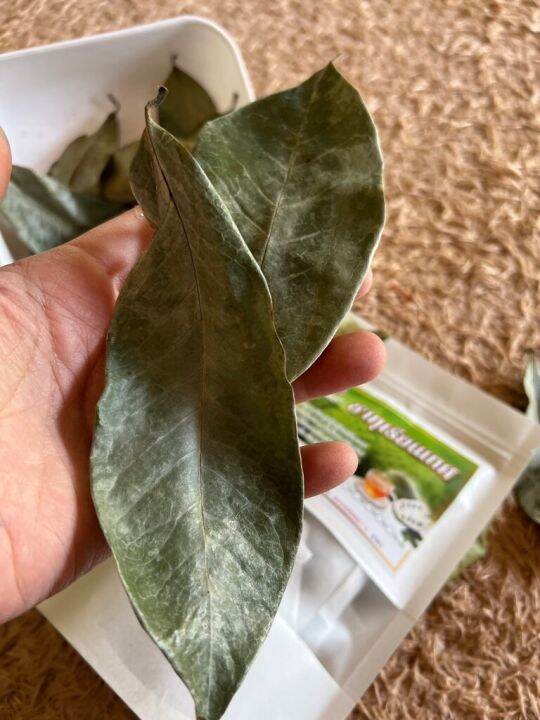 ทุเรียนเทศ-ขนาด-15-ซองชา-สินค้ามาตรฐานวิสหกิจชุมชน-organic-natural-pure-soursop-graviola-leaf-ชาทุเรียนเทศ-ชาใบทุเรียนเทศ-ทำจากใบทุเรียนเทศ-100