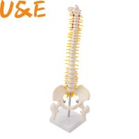 45CM Human Spine with Pelvic Model Human Anatomical Anatomy Spine Medical Model spinal column model Stand Fexible