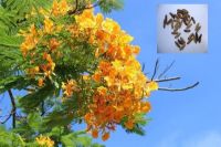 เมล็ดพันธุ์ หางนกยูงฝรั่ง 30 เมล็ด สีเหลือง Flame Tree, Flamboyant, Royal Poinciana