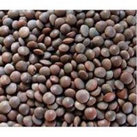 ?New Item? (3 Pcs) Black Masoor Dal 500g