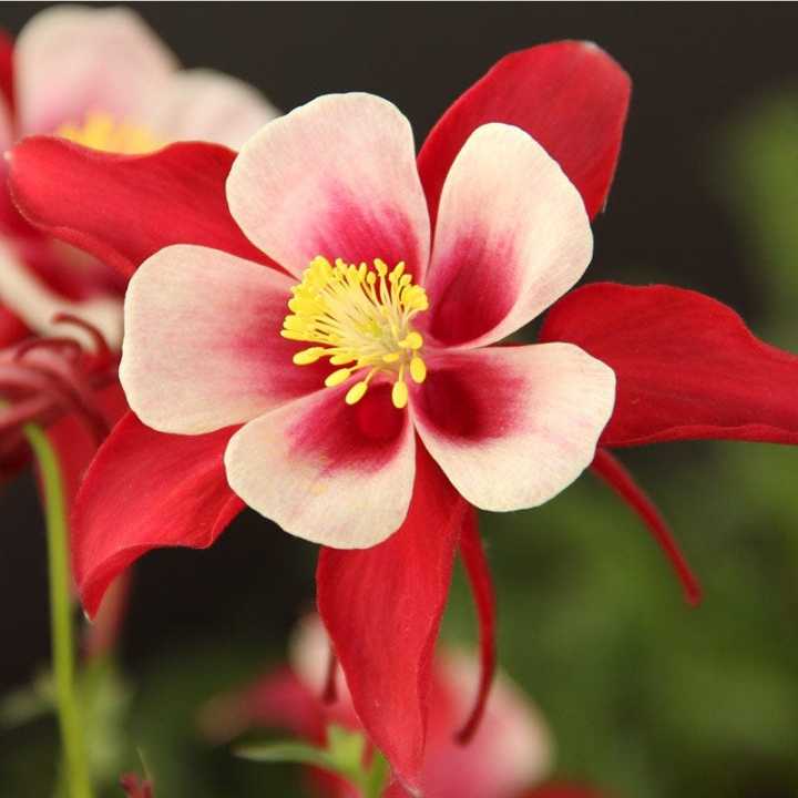 20-เมล็ดพันธุ์-bonsai-เมล็ด-ดอกโคลัมไบน์-columbine-เป็นดอกไม้ประจำรัฐ-colorado-columbine-flower-seed-อัตราการงอกของเมล็ด-80-85