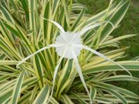 3หัว/ออเดอร์ Hymenocallis littoralos Salosb cv.variegata ว่านรางทองเป็นไม้หัวที่เป็นว่านมงคลชนิดหนึ่งค่ะ สามารถปลูกลงกระถาง มีความเชื่อว่า ถ้าปลูกแล้วจะทำมาค้าขึ้น เงินทองไหลมาเทมา เป็นว่านเสี่ยงทายโชคลาภ เสน่ห์เมตตามหานิยม