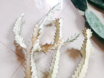 ยูโฟเบียแลคเทียขาวด่างเขียว ตัดสด 15cm เลือกฟอร์มสวยๆ ให้ค่ะ กระดูกมังกร #ไม้มงคล การเงิน มั่งคั่ง Euphorbia lactea white ghost cactus ทนฝนทนแล้ง