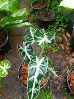 แก้วสารพัดนึก(Alocasia)