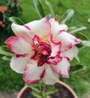 2 เมล็ด เมล็ดพันธุ์ ชวนชม สายพันธุ์ Daffodil สีขาว Bonsai Desert Rose Adenium Seed กุหลาบทะเลทราย ราชินีทะเลทราย บอนไซ มีคู่มือปลูก