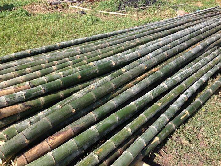 ขายส่ง-100-เมล็ด-เมล็ดไผ่ซางหม่น-dendrocalamus-sericeus-ไผ่นวลราชินี-ไผ่-ไม้ไผ่-bamboo-พืชตระกูลหญ้า-หญ้ายักษ์-พืชเศรษฐกิจ-สายพันธุ์ไผ่-เครื่องจักรสาน