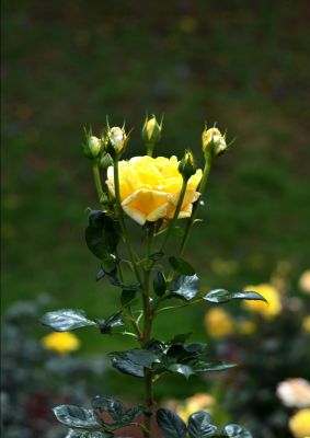 30 เมล็ด เมล็ดพันธุ์ กุหลาบพวง Floribunda Rose Seed สีเหลือง ดอกหอม นำเข้าจากต่างประเทศ พร้อมคู่มือ เมล็ดสดใหม่