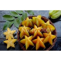 50 เมล็ดแปลกใหม่ Carambola บอนไซดาวผลไม้พุ่มไม้สวนผลไม้ครอบครัวกินได้ Starfruit [ไม่ใช่พืช! เป็นเมล็ดพันธุ์] [คลังสินค้าจุด][ขายตรงจากโรงงาน][ของแท้อย่างเป็นทางการ][โปรโมชั่นลดราคา][50 เมล็ดพันธุ์][เมล็ดผลไม้][เมล็ดพันธุ์ผัก][อร่อยจัง][ปลอดภัย][คลังสินค้า