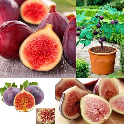 ( PRO+++ ) โปรแน่น.. ต้นมะเดื่อฝรั่ง มะเดื่อ Figs Seeds 100 PCS/BAG organic seeds เมล็ดดอกไม้ พันธุ์ไม้ผล พันธุ์ไม้หายาก ต้นผลไม้ เมล็ดพันธุ์ ราคาสุดคุ้ม พรรณ ไม้ น้ำ พรรณ ไม้ ทุก ชนิด พรรณ ไม้ น้ำ สวยงาม พรรณ ไม้ มงคล