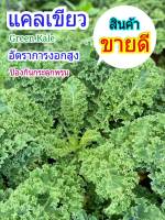 เมล็ดผักสวนครัว Kale คะน้าใบหยิก สีเขียว-ม่วง เมล็ดพันธุ์พืช นำเข้าจากฮอลแลนด์ อัตราการงอก85-95% ขึ้น