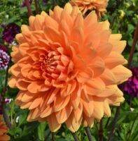 1 หัว/ออเดอร์ รักเร่ Dahlia Bulb สายพันธุ์ Renato Tosio หัวรักเร่ ดอกไม้ หัวหน่อ เหง้า นำเข้า เนเธอร์แลน หัวสดใหม่