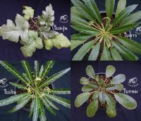 มะพร้าวทะเลทราย ดอร์ส ดอส ดอสทีเนีย Dorstenia กระบองเพชร แคคตัส ใบยาว ใบกลม ใบด่าง ใบเงิน คริสตาต้า ฮอร์วูดดี้ Horwoodii