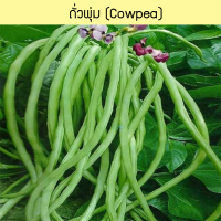 เมล็ดพันธุ์ ถั่วพุ่ม (Cowpea) 80 เมล็ด ปลูกง่าย ปลูกได้ทั่วไทย