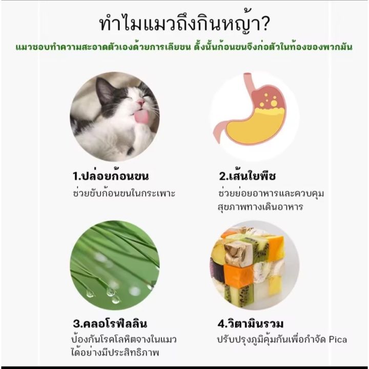 พร้อมส่งในไทย-หญ้าแมว-ข้าวสาลีแมว-ชุดปลูกข้าวสาลี-ต้นข้าวสาลีแมว-เมล็ดข้าวสาลี-40กรัม