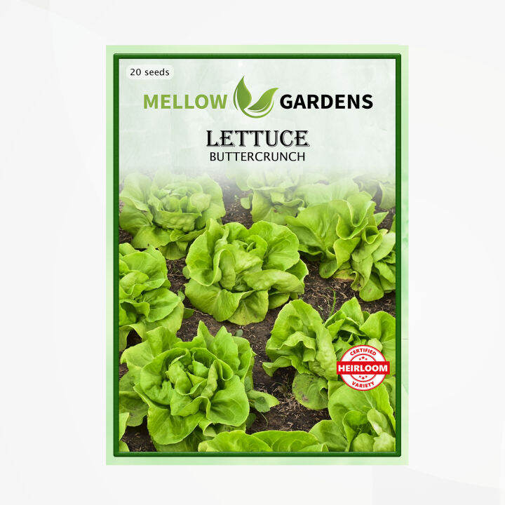Buttercrunch Lettuce Seeds Lazada PH