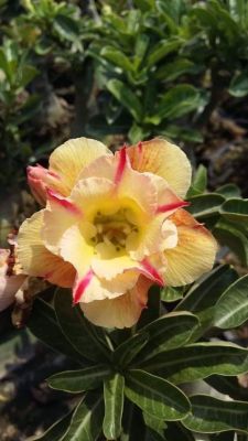 12 เมล็ด เมล็ดพันธุ์ ชวนชม สายพันธุ์ไต้หวัน ดอกสีเหลือง Adenium Seeds กุหลาบทะเลทราย Desert Rose ราชินีบอนไซ อัตรางอก 80-90% มีคู่มือปลูก