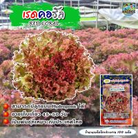 เมล็ดผักสลัด เรดคอรัล RED CORAL ตราภูเขาทอง ปริมาณ100เมล็ด เมล็ดพันธุ์ผักสลัด เมล็ดพันธุ์ผัก เมล็ดเรดคอรัล เรดรันเดอร์