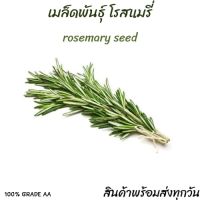 Hot Sale! เมล็ด ROSEMARY สมุนไพรโรสแมรี 100+ เมล็ด นำเข้าเกรด A พร้อมส่งทุกวัน สุดฮอต!