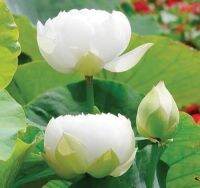 White Lotus Waterlily seed 8 เมล็ดเมล็ดบัวหลวงดอกสีขาว ดอกใหญ่ ของแท้ 100% เมล็ดพันธ์ุบัวหลวง ดอกบัว ปลูกบัว เม็ดบัว สวนบัว