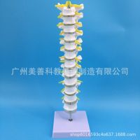 Medical 1:1 human thoracic model lumbar cervical thoracic spine bonesetting orthopedic bone model