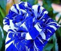 30 เมล็ด เมล็ดพันธุ์ กุหลาบ สตาร์แอนด์สไตร้พส์ Tiger Striped Rose Seed สี ขาว-ฟ้า ดอกใหญ่ นำเข้าจากต่างประเทศ พร้อมคู่มือ