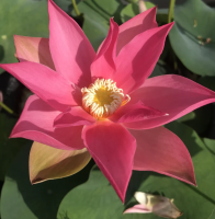 5 เมล็ด บัวนอก บัวนำเข้า บัวสายพันธุ์ Brocade on Red Cloth LOTUS สีแดง สวยงาม ปลูกในสภาพอากาศประเทศไทยได้ ขยายพันธุ์ง่าย เมล็ดสด