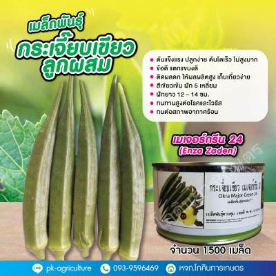 เมล็ดพันธุ์กระเจี๊ยบเขียวเมเจอร์กรีน 24 (Enza Zaden)