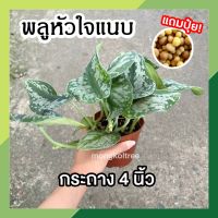 พลูหัวใจแนบ (แถมปุ๋ยฟรี!!) Scindapsus Pictus Exotica กระถาง 4 นิ้ว ต้นไม้มงคล ใบใหญ่ ไม้ใบเลี้ยงในร่ม