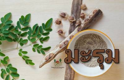 มะรุม เมล็ดพันธุ์มะรุมมะตุ้ม Moringa Seed ปลูกง่าย เก็บกินได้ทั้งปี ยอดอ่อน ดอก ฝัก บรรรจุ 6 เมล็ด 10 บาท