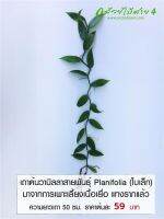 เถาต้นวานิลลา ใบเล็ก สายพันธุ์แพลนนิโฟเลีย (Planifolia Vanilla Orchid Vine) ความยาวเถา 50 ซม. มาจากการเพาะเลี้ยงเนื้อเยื่อ แทงรากแล้ว