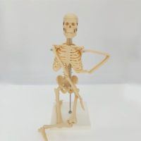 45 cm body small white skeleton skeleton skeleton model simulation removable movable teaching medical fine arts