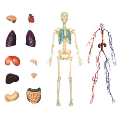 Medical-Torso Human Body Model Education Internal Organs Model for Student Teaching Study Transparent Assembling Model