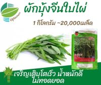 เมล็ด  ผักบุ้งจีน ใบไผ่ ขนาด1 กิโลกรัม เจริญเติบโตเร็ว น้ำหนักดี ไม่ทอดยอด