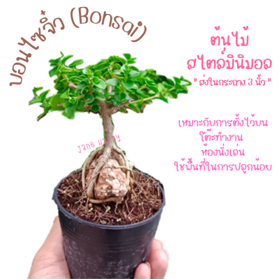 บอนไซจิ๋ว (Bonsai) ในกระถาง 3 นิ้ว ฟอร์มสวย ต้นแข้งแรง นิยมปลูกบนโต๊ะทำงาน ห้องนั่งเล่น