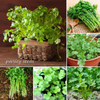 ปลูกง่าย ปลูกได้ทั่วไทย ของแท้ 100% 100pcs Parsley Seeds อิตาเลี่ยนพาร์สลีย์(ใบหยิก) เมล็ด ตราเจียไต๋ เมล็ดพันธุ์ผัก เมล็ดผัก เมล็ดพืช ผักสวนครัว ปลูกผัก เมล็ดพันธุ์ผัก บอนไซ ต้นไม้ฟอกอากาศ Plants Seeds for Home &amp; Garden Planting