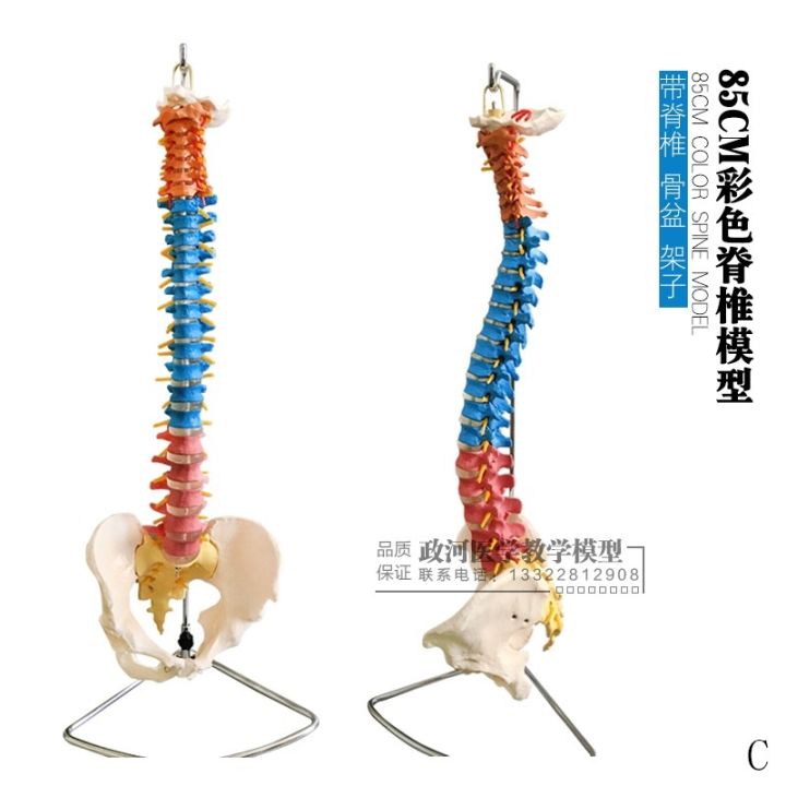 1-1-human-spine-model-the-human-body-vertebra-spine-model-with-45-cm-pelvic-femoral-human-body-skeleton-model