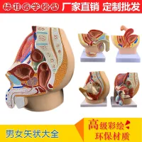 Female pelvic median sagittal section male male genital anatomy sagittal anatomy model skeleton model