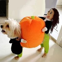 Halloween Pumpkin Funny Pet Clothes Cat Pet Costume Cosplay Special Events Clothing Suit Dog Cute Carrier Pumpkin Costumes