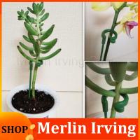 Merlin Irving Shop 5pcs Plastic Plant Supports Flower orchid Stand Holder Bracket Reusable Protection Fixing Tools Gardening Supplies