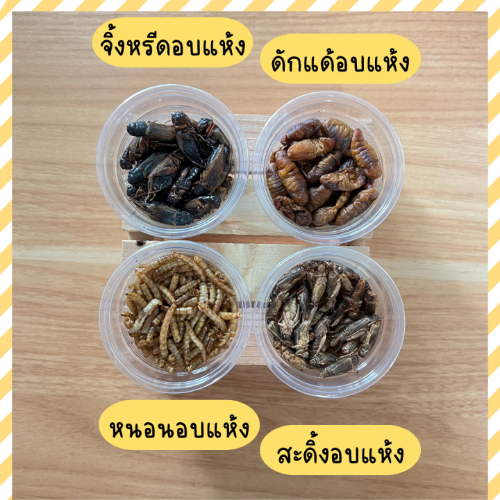 จิ้งหรีดอบแห้ง-สะดิ้งอบแห้ง-ดักแด้อบแห้ง-หนอนอบแห้ง-แมลง-อาหารสัตว์เล็ก-แฮมเตอร์-ชูการ์ไกรเดอร์-เม่นแคระ-กระรอก-กิ้งก่า