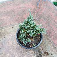 สนเลื้อย กระถาง 8 นิ้ว  สูง 14-17 ซม. Juniper procumbens nana