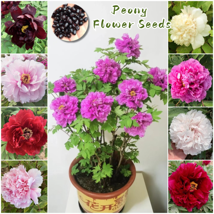 [Easy to grow in Philippines] Mixed Peony Flower Seeds for Gardening