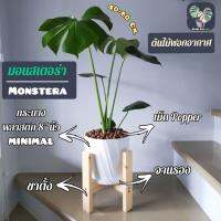 โปรโมชั่น ต้นมอนสเตอร่า Monstera 40-50 Cm. พร้อมกระถางพลาสติก MINIMAL 8"นิ้ว+จานรอง+เม็ดPopper+ขาตั้ง (ต้นไม้ฟอกอากาศ) ราคาถูก พร้อมส่งทันที ฟอกอากาศ PM2.5  เครื่องฟอกอากาศ แผ่นกรองอากาศ