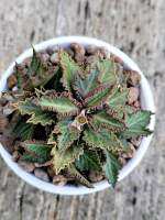 Euphorbia Tulearensis hyb.ยูโฟเบีย ทูเรียเรนสิส ไฮบริด ฟอร์มกอ ติดแฉก ลอนสวยๆ มาใหม่