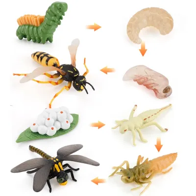 [COD] Childrens cognitive model decoration dragonfly wasp growth cycle simulation bee insect life stage hand-made