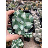 ( Pro+++ )++ อากาเว่ด่างแคระ Agave isthmensis Ohi Raijin variegata เพชร ไม้อวบน้ำ cactus&amp;succulent หลากหลายสายพันธ์ ราคาดี ต้นไม้ ฟอก อากาศ กระถาง ต้นไม้ ไม้ ประดับ ต้นไม้ ปลูก ใน บ้าน